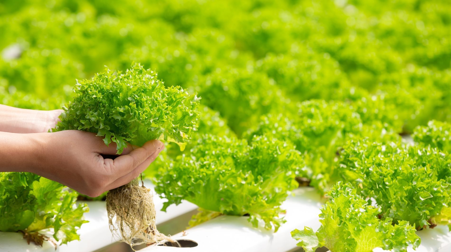 Hydroponic lettuces in hydroponic pipe at Sunway Hotel Pyramid