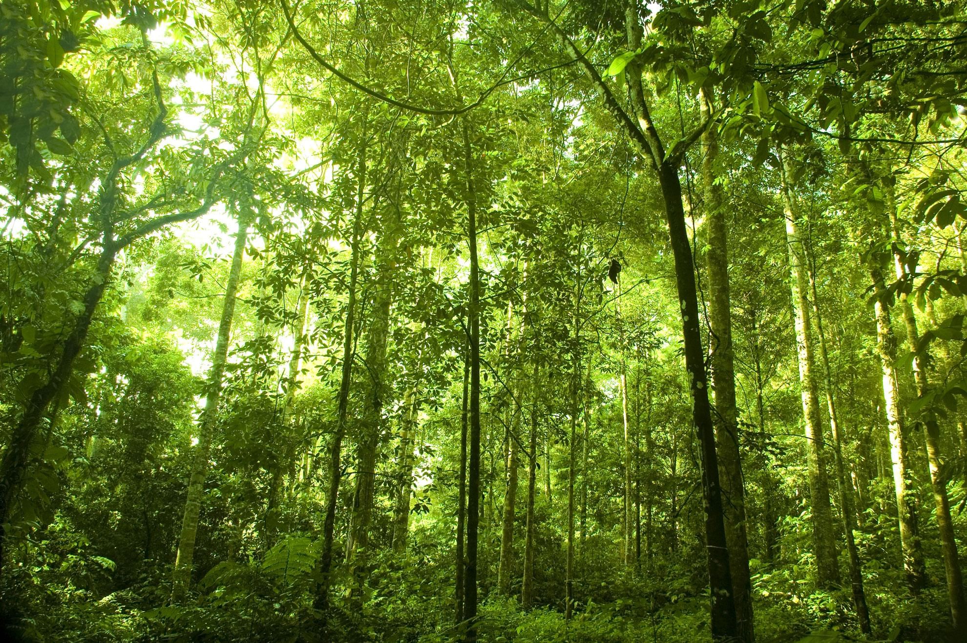 Lush green forest with sunlight near Sunway Hotels & Resorts
